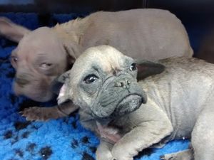 Supporting image for story: How these 'beautifully ugly' dogs have found loving new homes