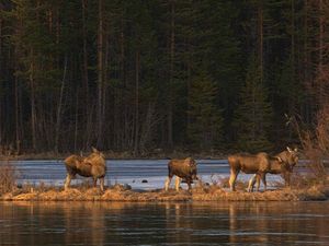 Supporting image for story: Millions tune in to 24-hour live coverage of Sweden’s epic moose migration