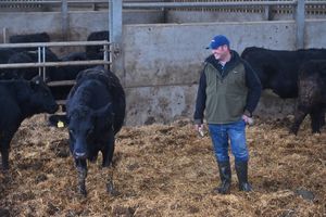 Rory Lay with his Aberdeen Angus Cross.