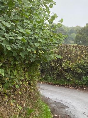 An overgrown hedge blocks visibility. Picture: Chris Naylor