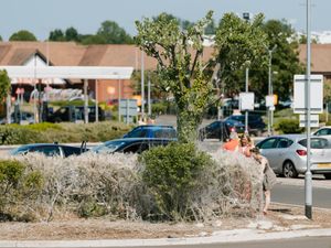 Supporting image for story: Caterpillars cover Shropshire roundabout with stunning 'silk web'