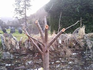 Supporting image for story: Anger as teenager's memorial tree is chopped back