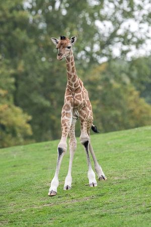 Newly named giraffe - Gerald