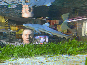 Supporting image for story: Baby shark set to become six-foot long monster