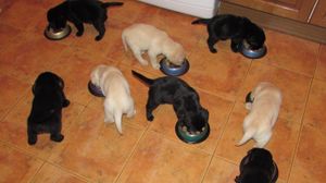 Guide dog puppies eating breakfast in Sandra's home.
