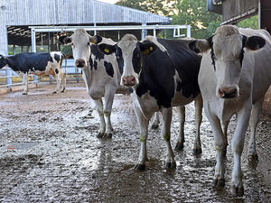 Supporting image for story: New milk price cut blow for Shropshire dairy farms