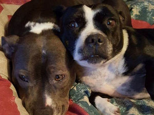 Supporting image for story: 'I am struggling to sleep': Dog owner heartbroken after finding pet decapitated with leg hanging off