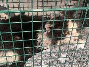 Supporting image for story: Stray cat warning issued after feline just 'days from death' is rescued