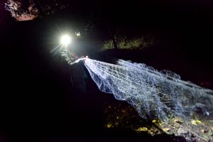 The nets are used as a humane way to record different species
