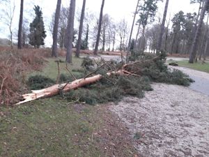 Supporting image for story: Cannock Chase Forest closes as Storm Jorge arrives