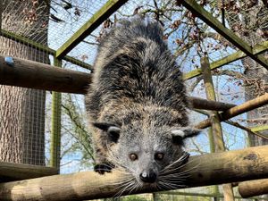 Supporting image for story: Meet Raffles: Drayton Manor’s new one-year-old binturong
