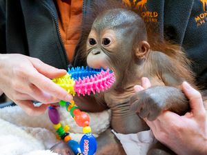 Supporting image for story: Baby orangutan taken in by Dorset monkey sanctuary