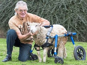 Supporting image for story: On the move in Market Drayton: Lamby the disabled sheep gets her own wheels