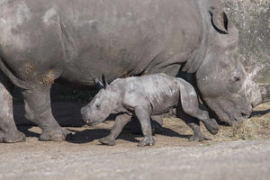 Supporting image for story: Baby rhino born at West Midland Safari Park