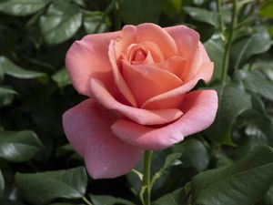 Supporting image for story: Catherine’s Rose named after Kate to celebrate healing power of nature