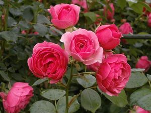 Supporting image for story: Heather Large: Fingers crossed rose makes it