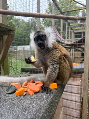 Vahlia the ‘Black Lemur’ is actually brown.