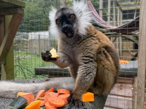 Supporting image for story: Telford zoo welcomes latest arrival - a female Black Lemur with a 'big role' for the future of her species