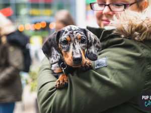 Supporting image for story: Pop-up dog cafe coming to Stafford for fifth year running