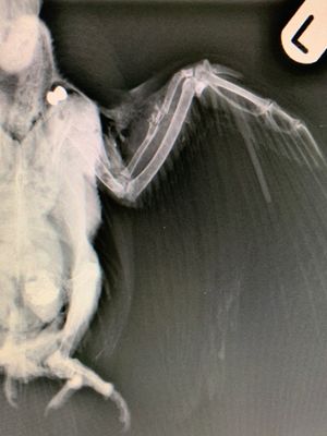 X-ray images show the pigeon's wing was shattered by the pellet. Photo: RSPCA