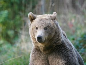 Supporting image for story: Boki the brown bear set for brain surgery this week