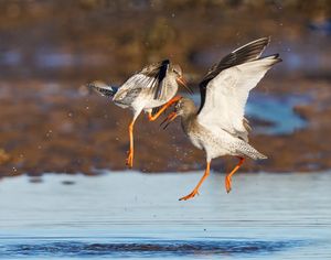 Redshanks Disputing Territory by Roger Craven