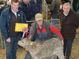 Supporting image for story: Stone farmer wins champion calf prize at Shrewsbury’s Christmas Show