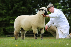 A Highcliffe ram lamb capped at 1600gns for Stephen Short.