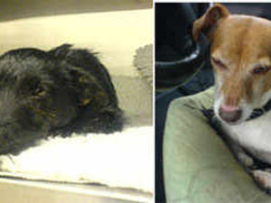 Supporting image for story: Distraught vet missing pet dogs