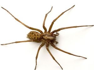 Supporting image for story: Peter Rhodes on big spiders, rule by whining and a dramatic definition of infancy