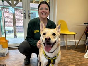 Supporting image for story: Anxious jumping dog who can clear six-foot fences is in need of a new home