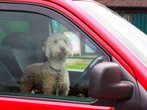 Supporting image for story: Motoring group urges drivers to make dog welfare ‘a priority’ as temperatures spike