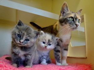 Supporting image for story: Shropshire's furry friends supported despite lockdown