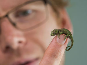 Supporting image for story: Colourful chameleons hatch at Chester Zoo