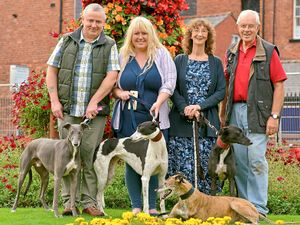 Supporting image for story: Shropshire dog rescuer 'sickened' by cruelty cases
