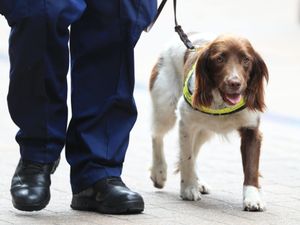 Supporting image for story: Research into Covid-19 detector dogs begins