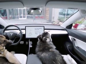 Supporting image for story: Animal charities have ‘serious concerns’ over Tesla’s Dog Mode