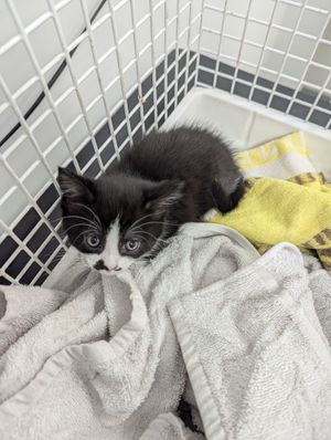 The other kitten in the litter who was found abandoned and has since been named 'Custard'. Photo: RSCPA