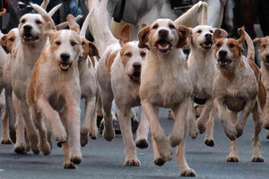 Some of the hounds run off to follow the false trail laid for Radnor and West Hereford Hunt. Image by Andy Compton