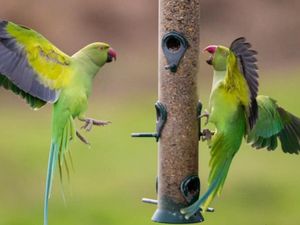 Supporting image for story: Eagle-eyed E&S readers list the best places to spot parakeets
