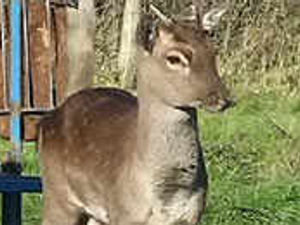 Supporting image for story: Deer on the moo-ve