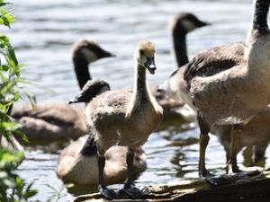 Supporting image for story: Three-week project starts for revamp of Dothill nature reserve