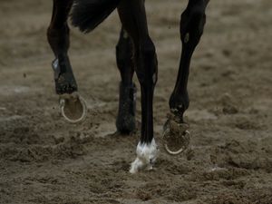 Supporting image for story: Professional horse rider dies in fall during international tournament in Devon