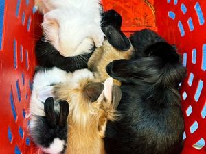 Supporting image for story: RSPCA warns about dangers of overbreeding after seven rabbits were left for dead in waste container at flats