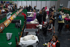 West Highland Terrier dogs at the Birmingham National Exhibition Centre (NEC) during the final day of the Crufts Dog Show. PA Photo. Issue date: Sunday March 8, 2020. See PA story ANIMALS Crufts. Photo credit should read: Jacob King/PA Wire.