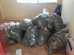Cannabis plants seized by police in Halesowen in July.