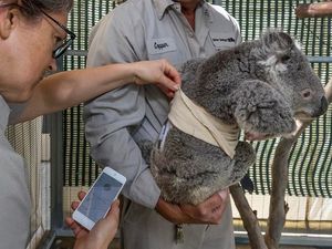 Supporting image for story: Quincy the koala gets hi-tech help for his diabetes at San Diego Zoo
