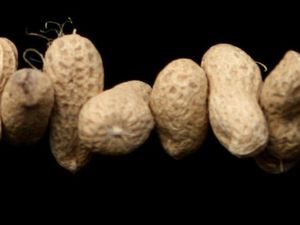 Peanuts