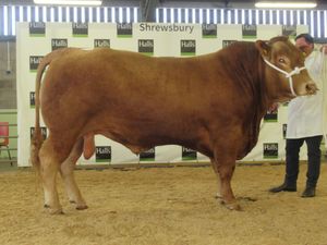 Supporting image for story: Shrewsbury to play host to rare and native breed sale 