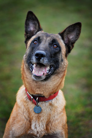 John Fitzpatrick at Cosford Dog Training